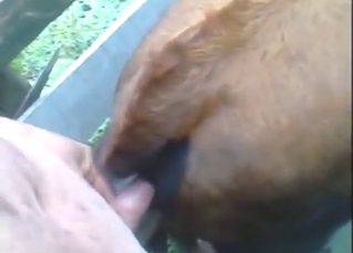Dirty zoo sex experience with plenty of zoo sex