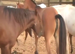 Kinky innocent horse takes stallion dick