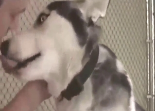 Zoophile porn with a Husky looks pretty hot