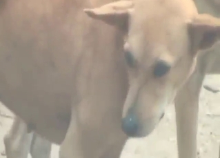 Dog-on-dog zoophile porn with hard banging