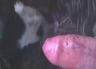 Fantastic bestiality sex with a brown beast