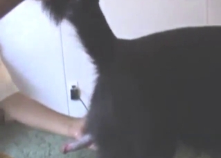 Zoo XXX movie with a black dog getting off