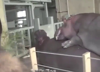 Hippopotamus porn with two big beasts mating
