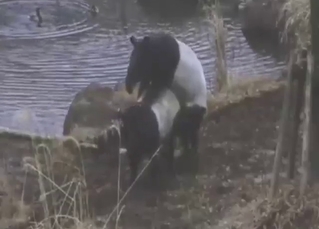 Two tapirs fucking each other romantically