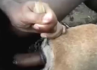 Guy enjoying hard sex with a slutty dog outside