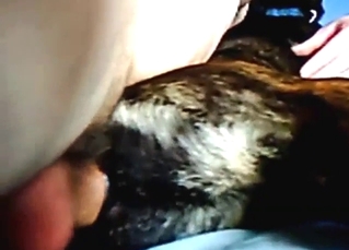 Guy with big balls fucking dog, it's pretty crazy