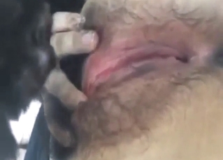 Hairy pussy Chinese lady takes dog's penis