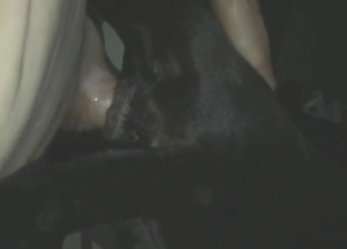 Doberman bestiality sex with deep thrusting