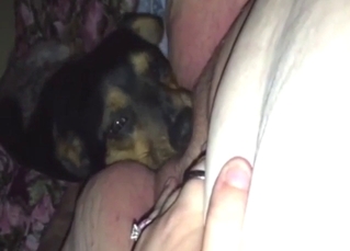 Fat zoophile lady gets her pussy licked nicely