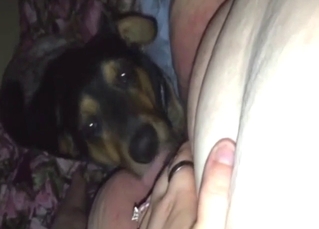 Fat zoophile lady gets her pussy licked nicely