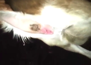 Goat fuck with a zoophile who torments that vag