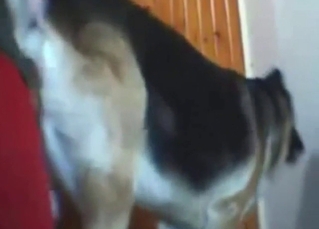 Doggystyle bestiality porn showing a slutty pet