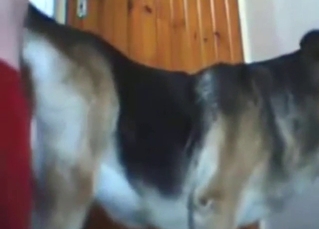 Doggystyle bestiality porn showing a slutty pet