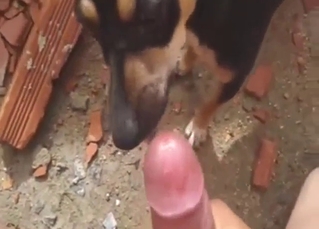 POV bestiality porn with a horny guy and his dog