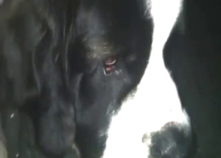 Hot zoophile porn focusing on the dog pissing