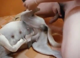 Disturbing zoophile porn with a guy fucking dog