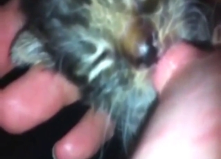 Foreplay in zoo sex with a kitten that licks tits