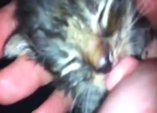 Foreplay in zoo sex with a kitten that licks tits