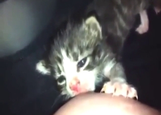 Foreplay in zoo sex with a kitten that licks tits