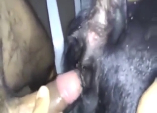 Dude uses his cock to fuck a black dog deeper