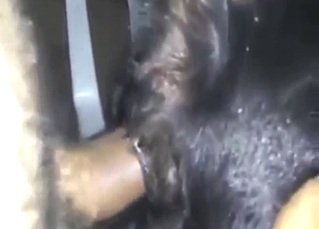 Dude uses his cock to fuck a black dog deeper