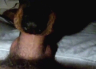 Dude is lucky to have a dog like that sucking him