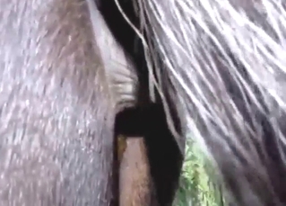 Close-up shitting session featuring a sexy pony