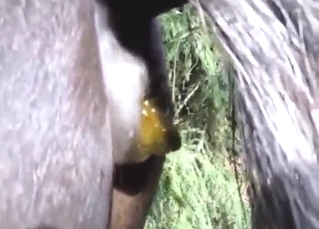 Close-up shitting session featuring a sexy pony