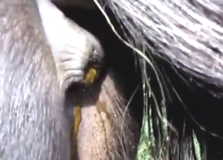 Close-up shitting session featuring a sexy pony