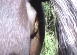 Close-up shitting session featuring a sexy pony