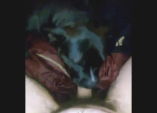 Black dog puts its DSLs on a guy's hairy cock