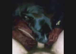 Black dog puts its DSLs on a guy's hairy cock