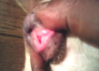 Zoo porn shows a pitbull orgasming like crazy