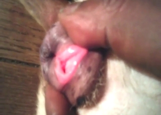 Zoo porn shows a pitbull orgasming like crazy