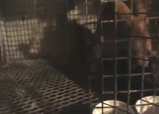 Bestiality porn with rabbits that end up mating