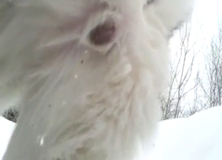 Bestiality sex with Husky pissing and looking hot