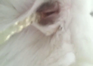 Bestiality sex with Husky pissing and looking hot