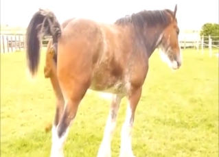 Zoo scene with a hot shitting itself outdoors