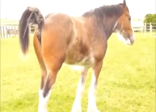 Zoo scene with a hot shitting itself outdoors