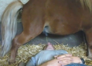Bestiality sex with a pony that pisses all over