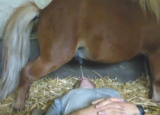 Bestiality sex with a pony that pisses all over