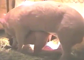 Bestiality sex: a pig fucking a lady on all fours