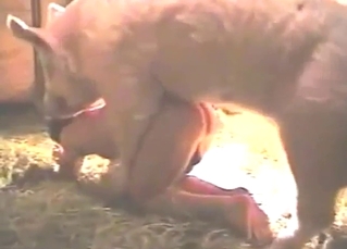 Bestiality sex: a pig fucking a lady on all fours