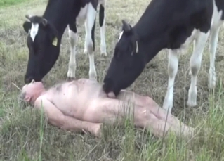 Bestiality porn with two calves and a horny man