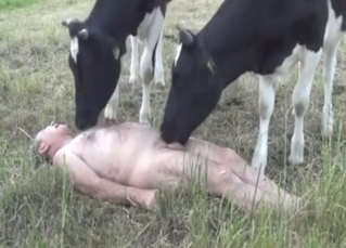 Bestiality porn with two calves and a horny man