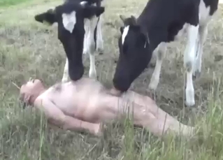 Bestiality porn with two calves and a horny man