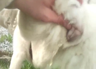 Zoophile porn shows a Husky-ass bitch pissing