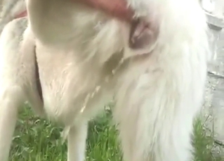 Zoophile porn shows a Husky-ass bitch pissing
