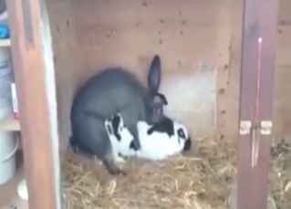 Bunny fucking movie with speedy gape, orgasms