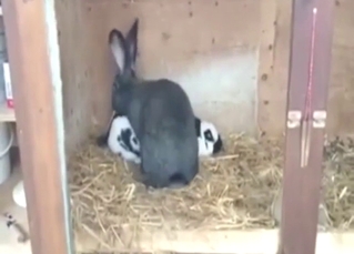 Bunny fucking movie with speedy gape, orgasms